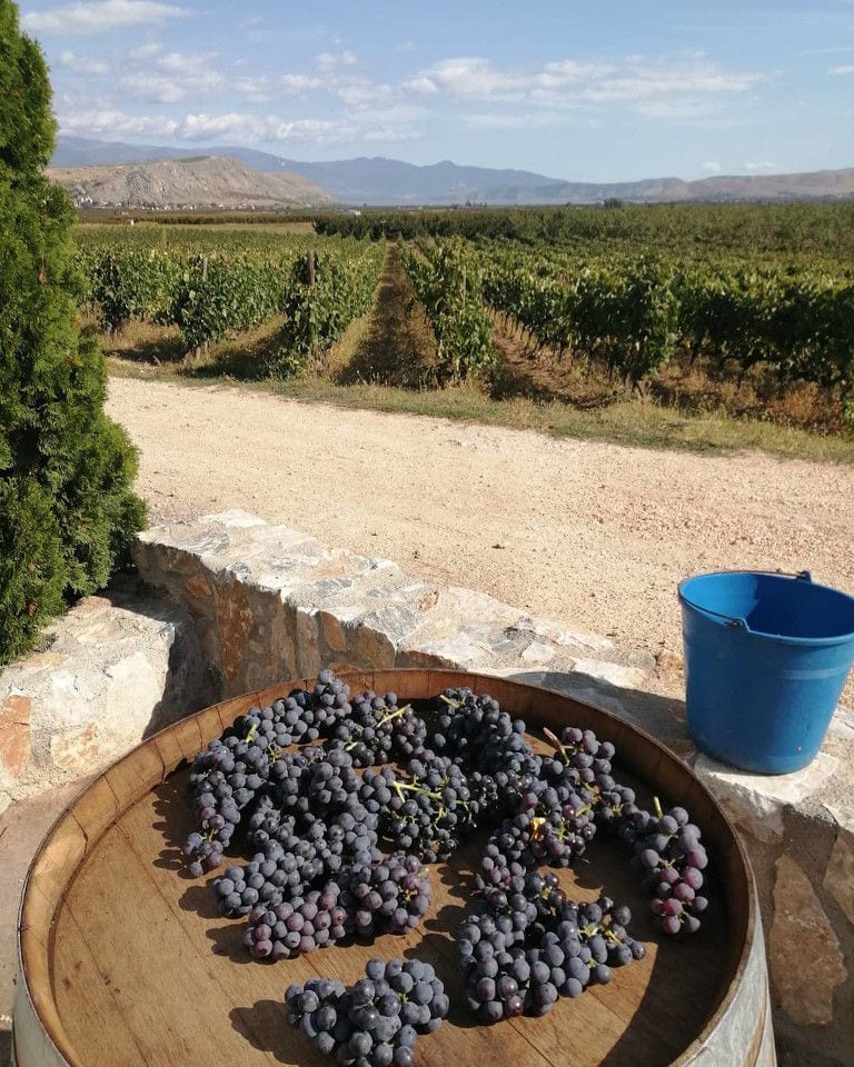 black grapes on the wood barrel in the background of rows of vines in 'Domaine Karanika' vineyards